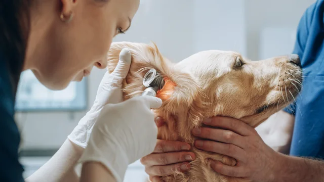 Veterinarian examining a dog's ear with an otoscope