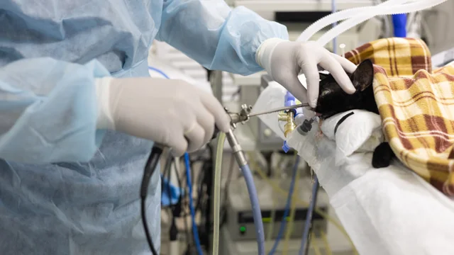 Veterinary team performing an endoscopic procedure on a cat