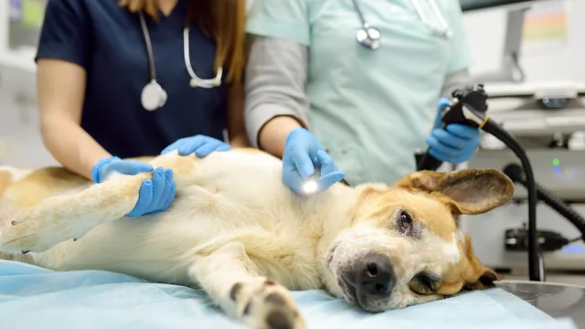 Veterinary team preparing a dog for an endoscopy procedure