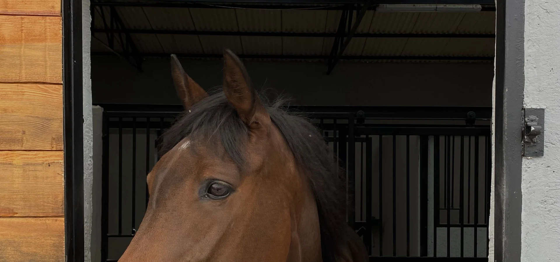 Horse in a large animal veterinary environment