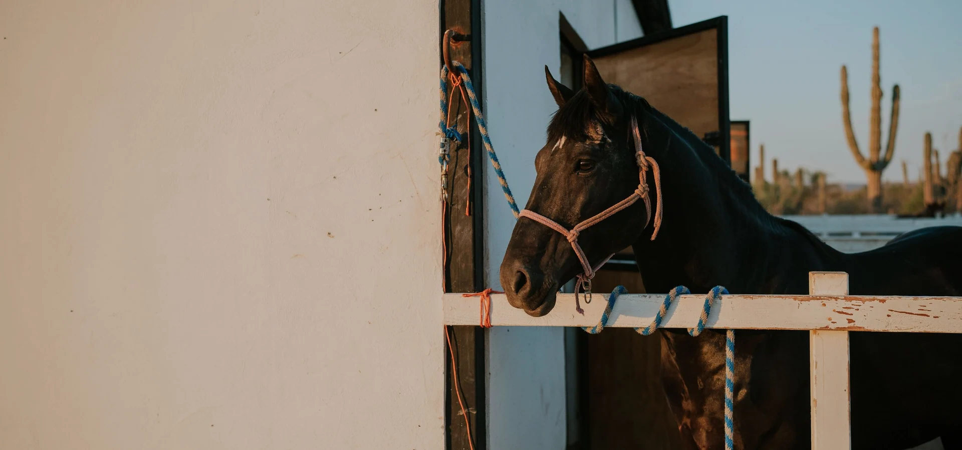 Horse in a stable environment for large animal veterinary care