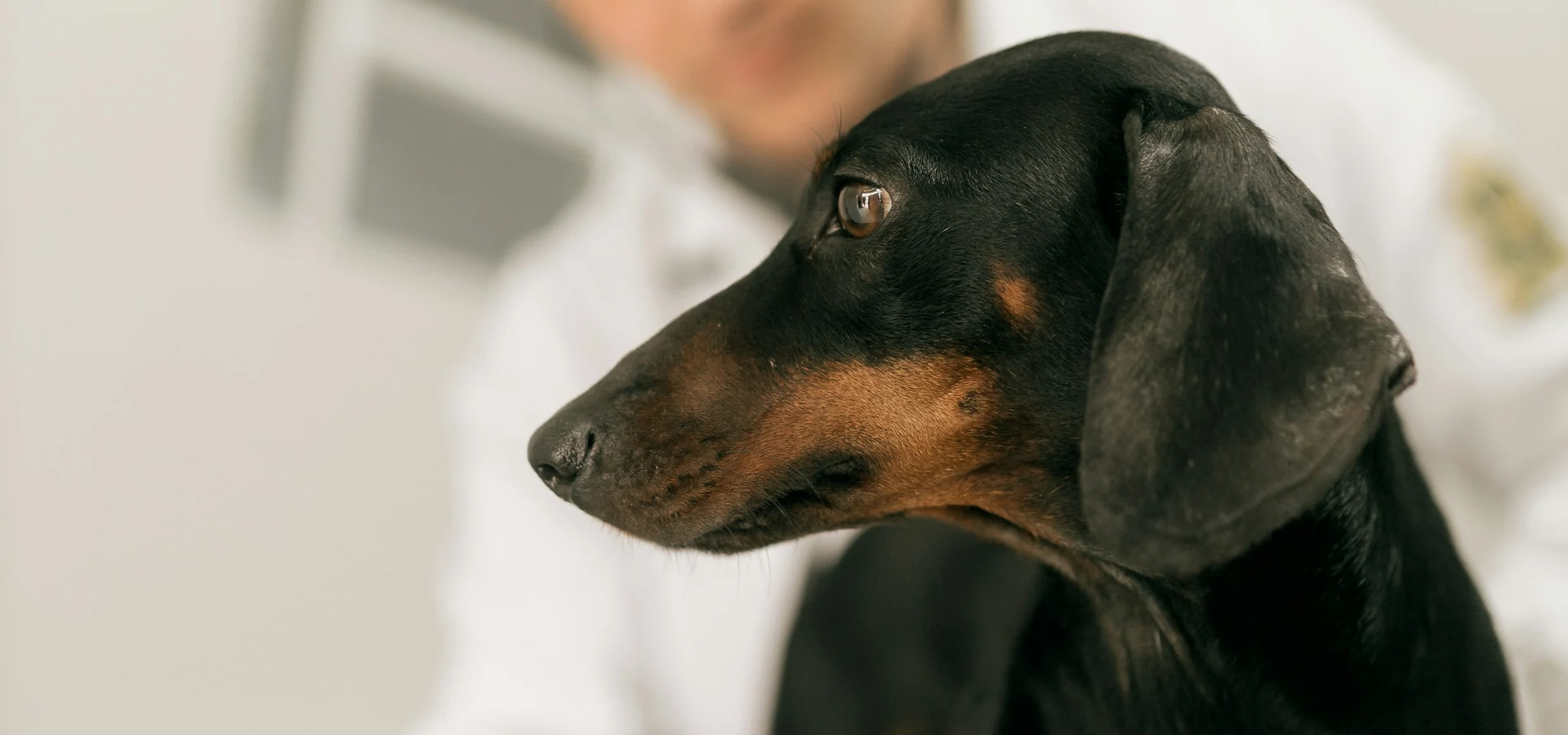 Veterinarian examining a dog in a general practice setting