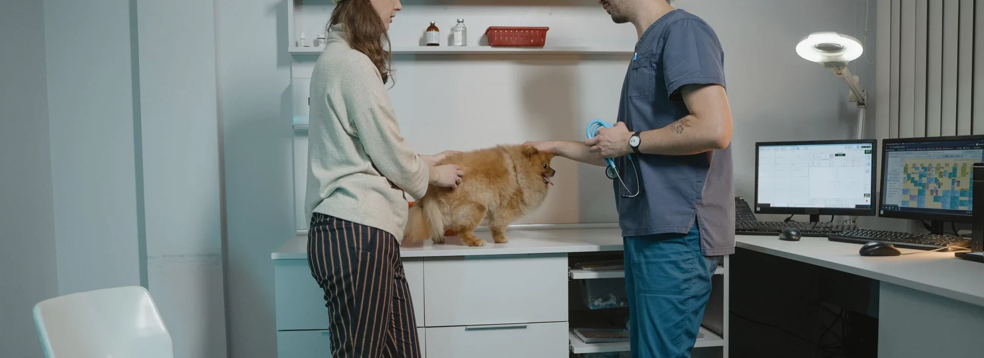 Veterinarian consulting with a dog owner in a general practice clinic
