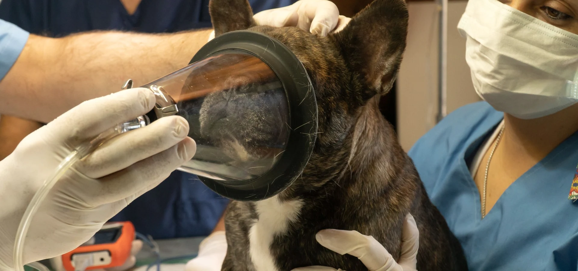 Veterinary clinical team supporting a dog during a specialist procedure
