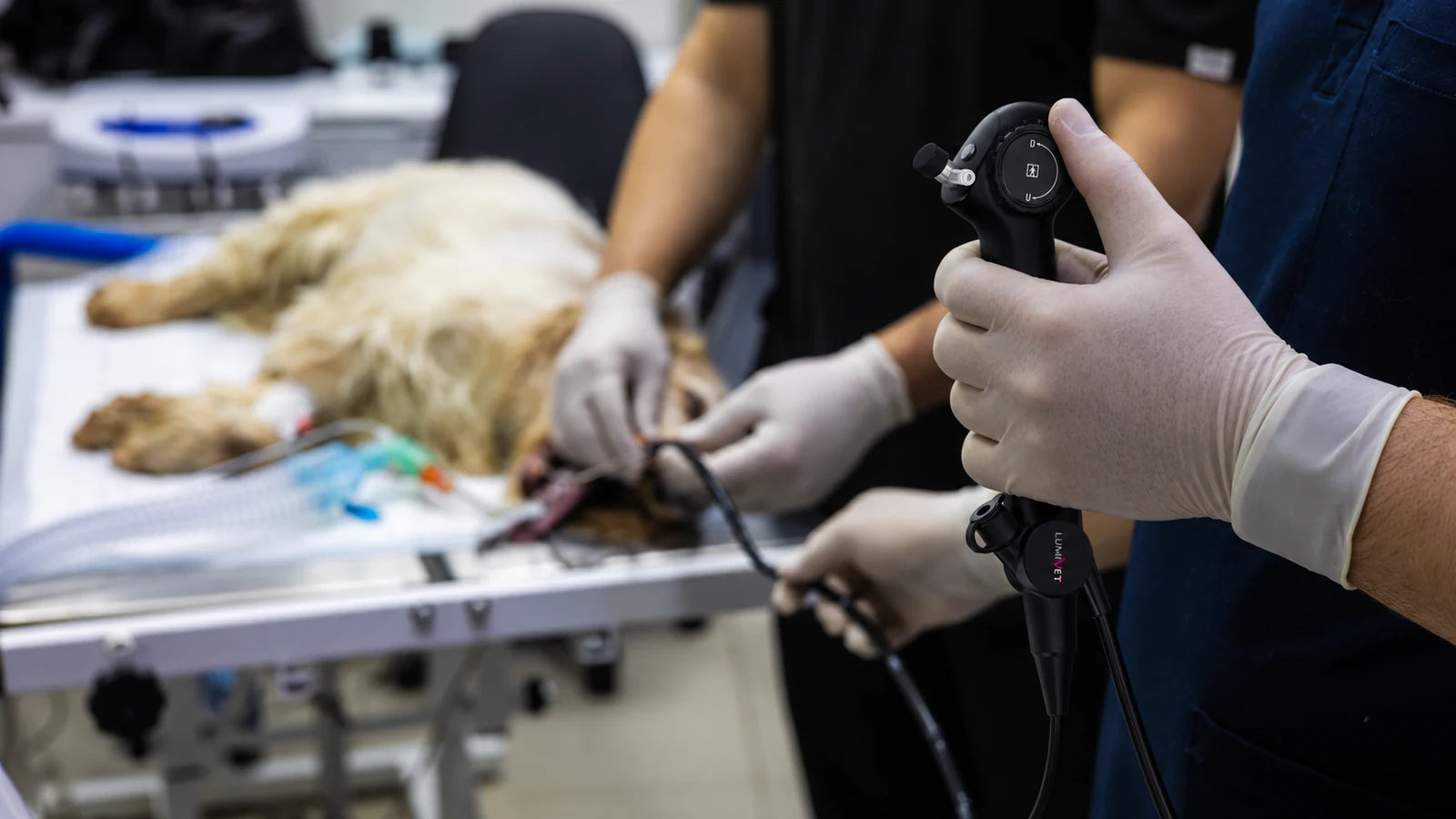 Composite illustration of a clinician holding a LumiVET flexible endoscope beside a dog